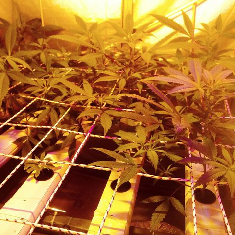 Kush’N’Cheese #1 growlog photo: Yeaa