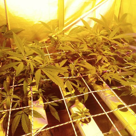 Kush’N’Cheese #1 growlog photo: Yeaa