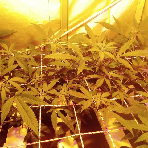 Kush’N’Cheese #1 growlog photo: Yeaa