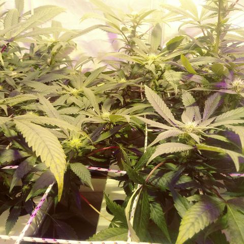 Kush’N’Cheese #1 growlog timeline photo