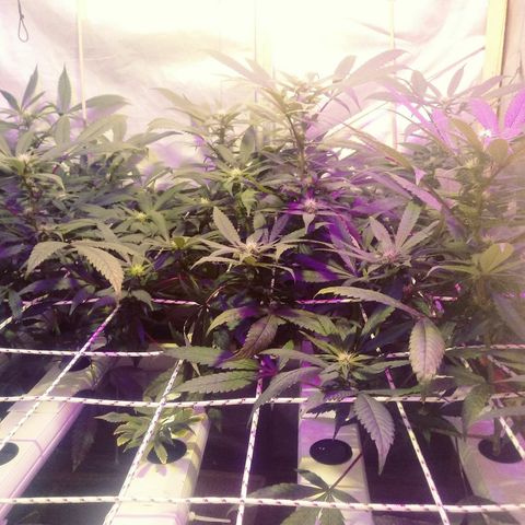 Kush’N’Cheese #1 growlog timeline photo
