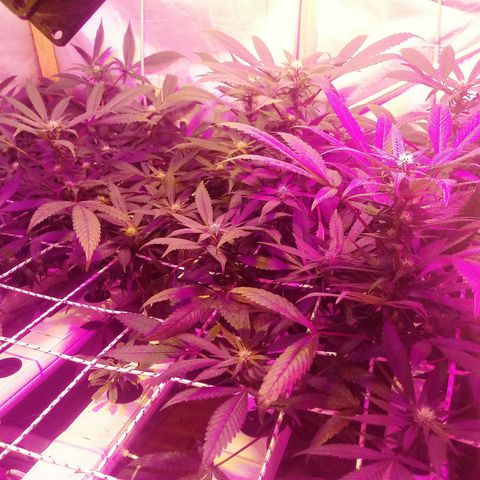 Kush’N’Cheese #1 growlog timeline photo