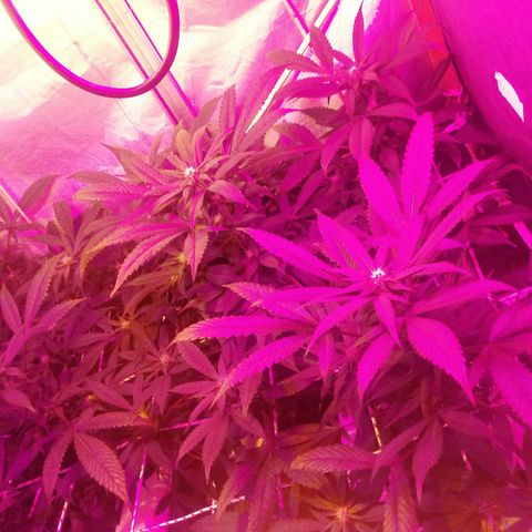 Kush’N’Cheese #1 growlog timeline photo