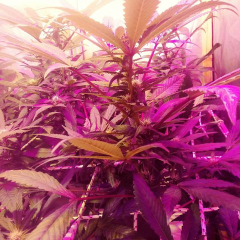 Kush’N’Cheese #1 growlog timeline photo
