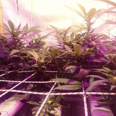 Kush’N’Cheese #1 growlog timeline photo