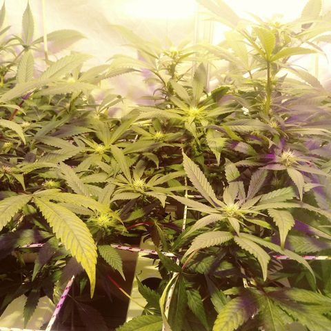 Kush’N’Cheese #1 growlog timeline photo