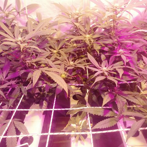 Kush’N’Cheese #1 growlog timeline photo