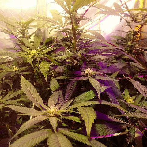 Kush’N’Cheese #1 growlog timeline photo