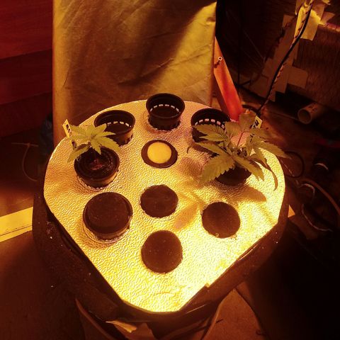 Kush’N’Cheese #1 growlog photo: Mierda camara jjjjjjjjj