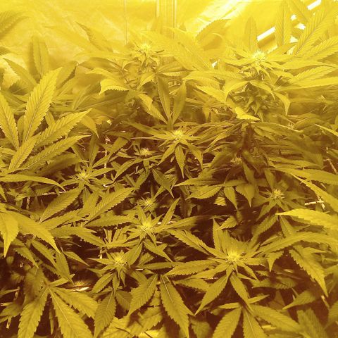 Kush’N’Cheese #1 growlog photo: Mierda camara jjjjjjjjj