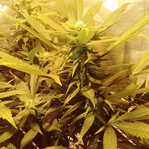 Kush’N’Cheese #1 growlog photo: Mierda camara jjjjjjjjj