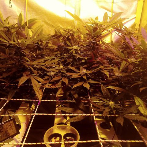 Kush’N’Cheese #1 growlog photo: Mierda camara jjjjjjjjj