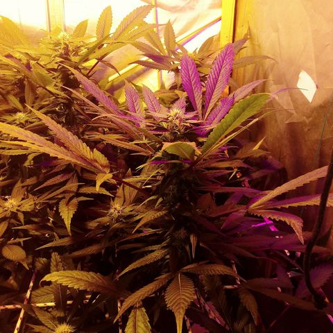 Kush’N’Cheese #1 growlog photo: Mierda camara jjjjjjjjj