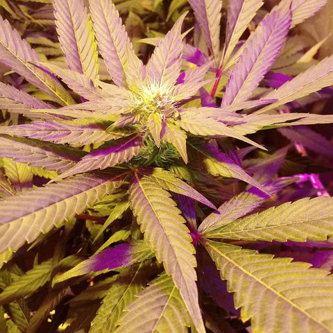 Kush’N’Cheese #1 growlog photo: Mierda camara jjjjjjjjj