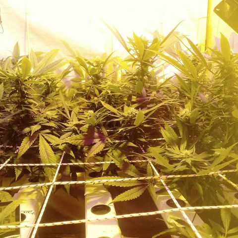 Kush’N’Cheese #1 growlog photo: Hojas mirando al cielo. señal de buena alimentacion.escelente prefloracion.se empieza a sentir un aroma que augura intensidad y olor a calcetín cheseado..esto tiene buena pinta