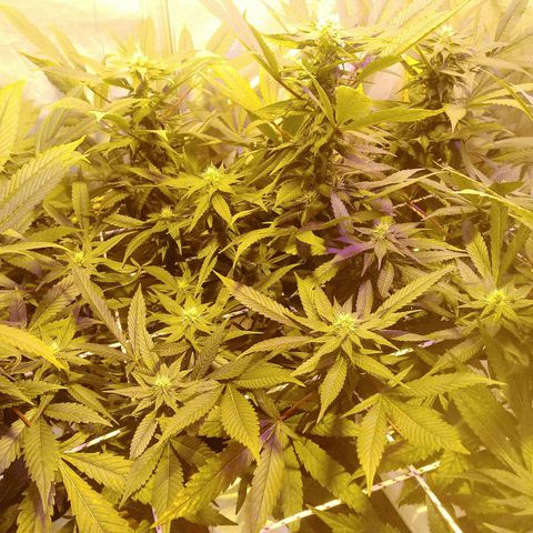 Kush’N’Cheese #1 growlog photo: Hojas mirando al cielo. señal de buena alimentacion.escelente prefloracion.se empieza a sentir un aroma que augura intensidad y olor a calcetín cheseado..esto tiene buena pinta