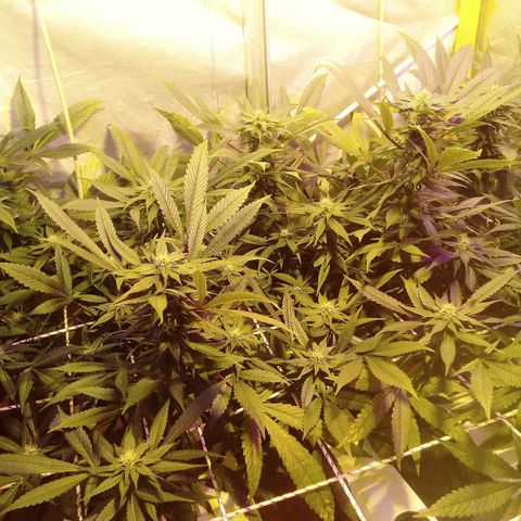 Kush’N’Cheese #1 growlog photo: Hojas mirando al cielo. señal de buena alimentacion.escelente prefloracion.se empieza a sentir un aroma que augura intensidad y olor a calcetín cheseado..esto tiene buena pinta