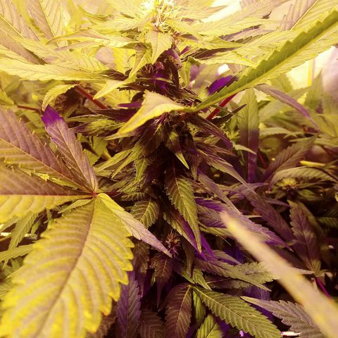 Kush’N’Cheese #1 growlog photo: Hojas mirando al cielo. señal de buena alimentacion.escelente prefloracion.se empieza a sentir un aroma que augura intensidad y olor a calcetín cheseado..esto tiene buena pinta