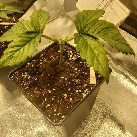 Skunk #1 1 growlog timeline photo