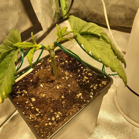 Skunk #1 1 growlog timeline photo