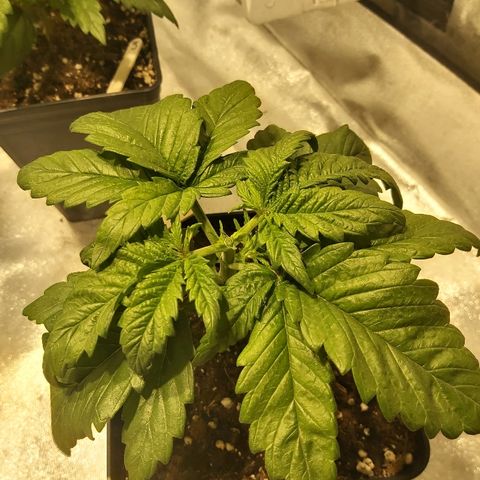 Skunk #1 2 growlog timeline photo