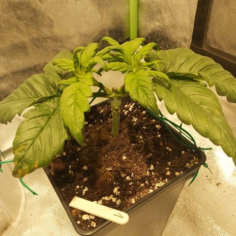 Skunk #1 1 growlog timeline photo