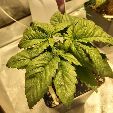Skunk #1 2 growlog timeline photo