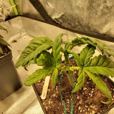 Skunk #1 1 growlog timeline photo