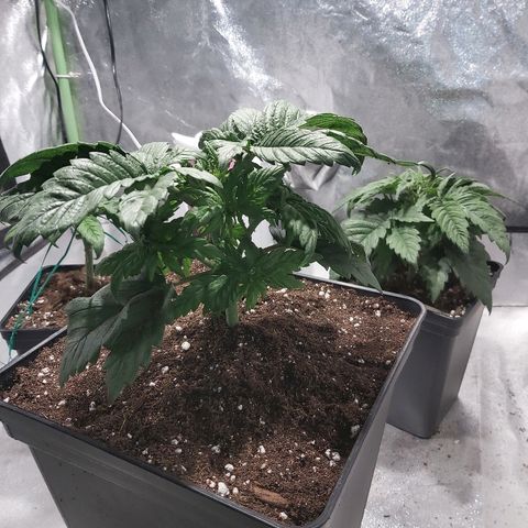 Skunk #1 2 growlog timeline photo
