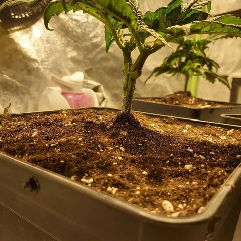 Skunk #1 1 growlog timeline photo