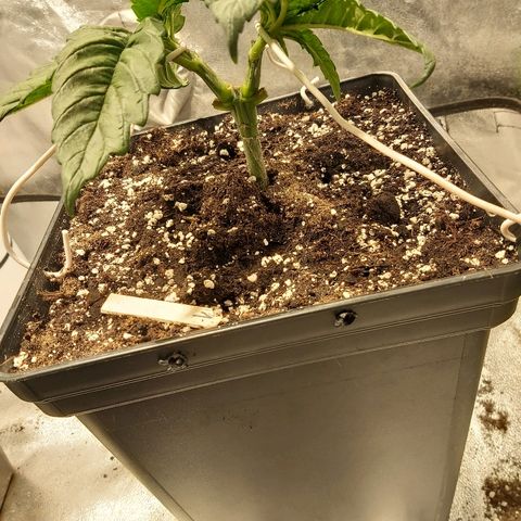 Skunk #1 1 growlog timeline photo