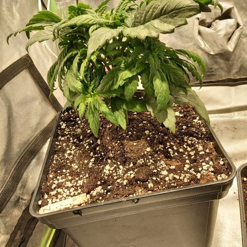 Skunk #1 2 growlog timeline photo