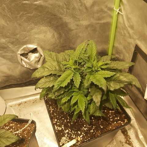 Skunk #1 2 growlog timeline photo