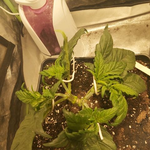 Skunk #1 1 growlog timeline photo