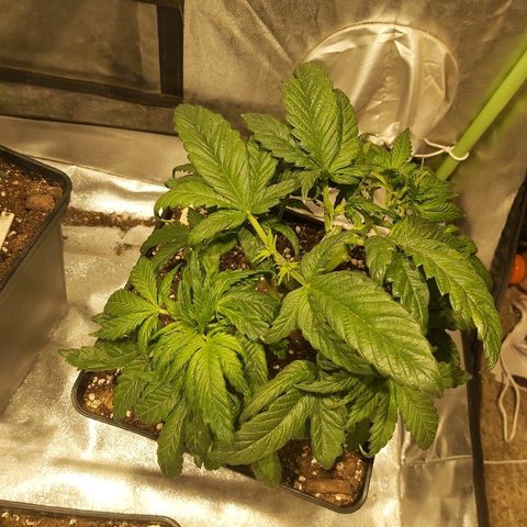 Skunk #1 2 growlog timeline photo