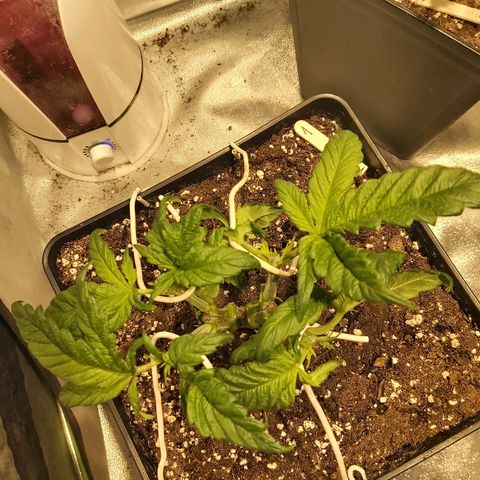 Skunk #1 1 growlog timeline photo