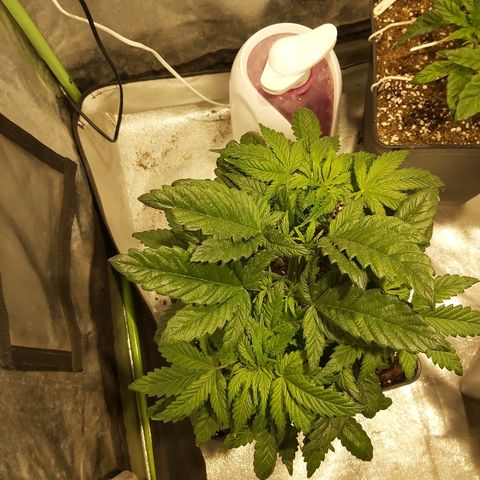 Skunk #1 2 growlog timeline photo