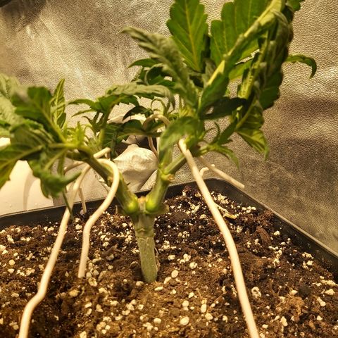 Skunk #1 1 growlog timeline photo