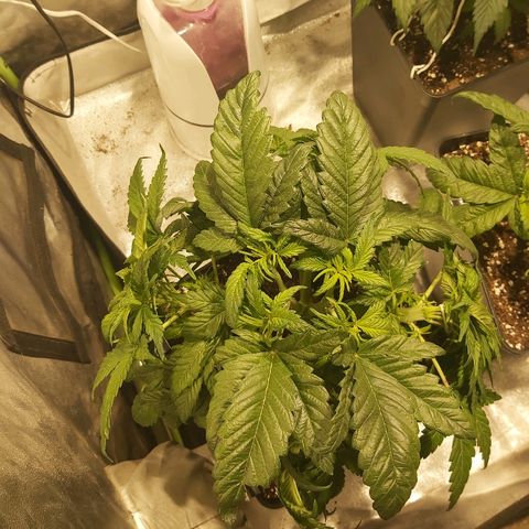 Skunk #1 2 growlog timeline photo