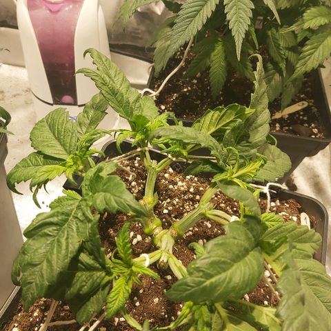 Skunk #1 1 growlog timeline photo