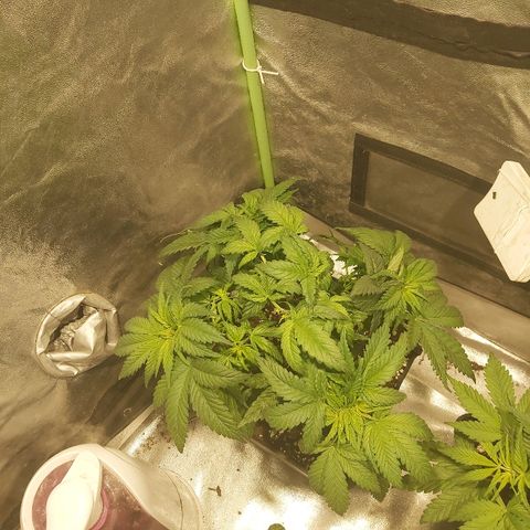 Skunk #1 2 growlog timeline photo