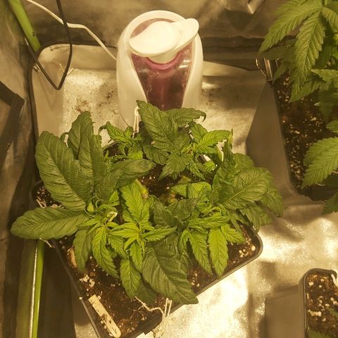 Skunk #1 1 growlog timeline photo