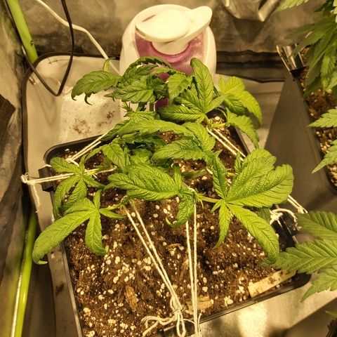Skunk #1 1 growlog timeline photo