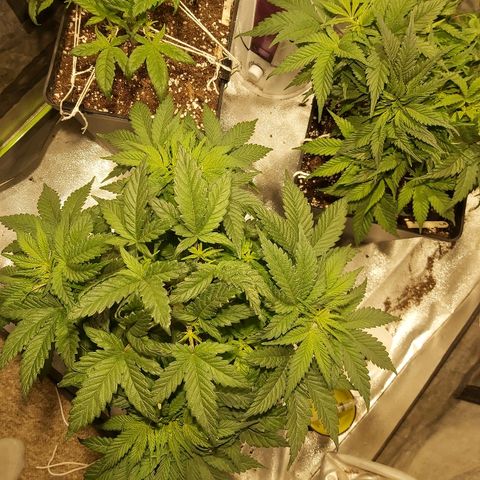 Skunk #1 2 growlog timeline photo