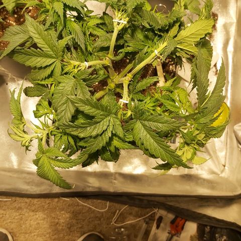 Skunk #1 2 growlog timeline photo