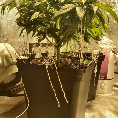 Skunk #1 2 growlog timeline photo