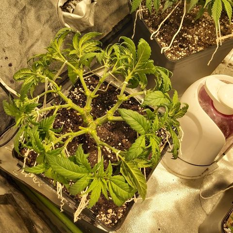 Skunk #1 1 growlog timeline photo