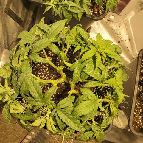 Skunk #1 1 growlog timeline photo