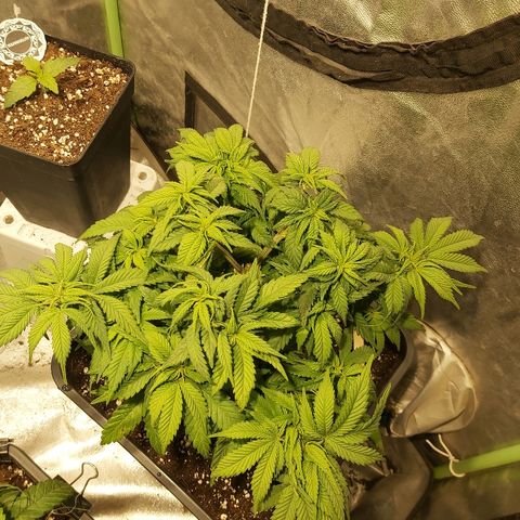 Skunk #1 2 growlog timeline photo