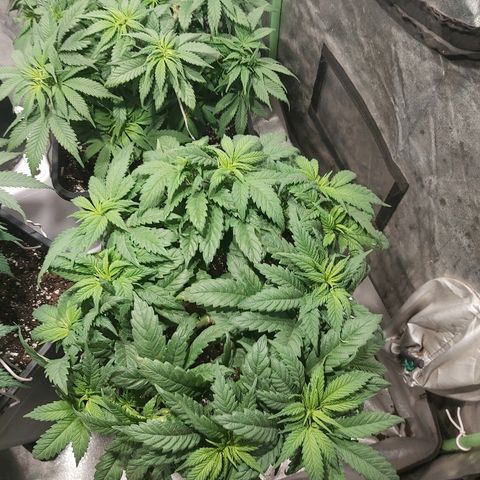 Skunk #1 1 growlog timeline photo